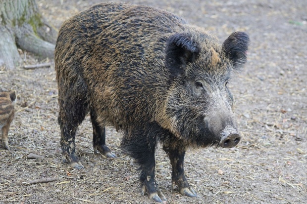 porc beat, animale bete