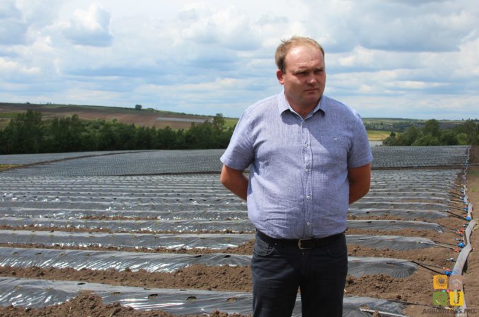 producatori capsune, raionul floresti capsune, satul cunicea, agricultori moldova, granturi europene, granturi pentru agricultura