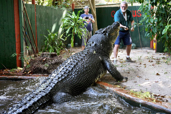 Cercetătorii au pus crocodilii să asculte muzică clasică, stiinta, biologie