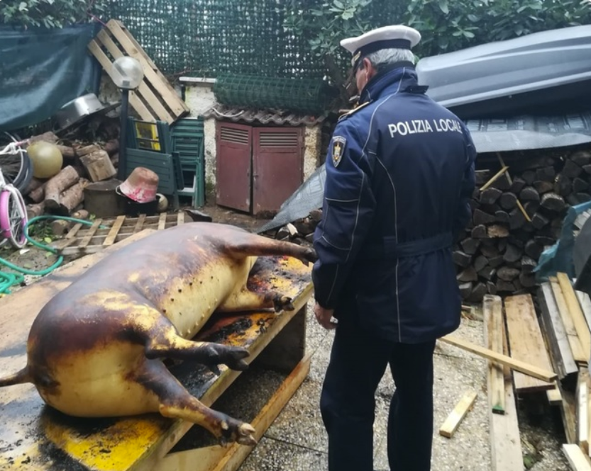 taierea porcului, au sacrificat un purcel, traditii de craciun, de craciun moldovenii tai purcei, au sacrificat un purcel in italia