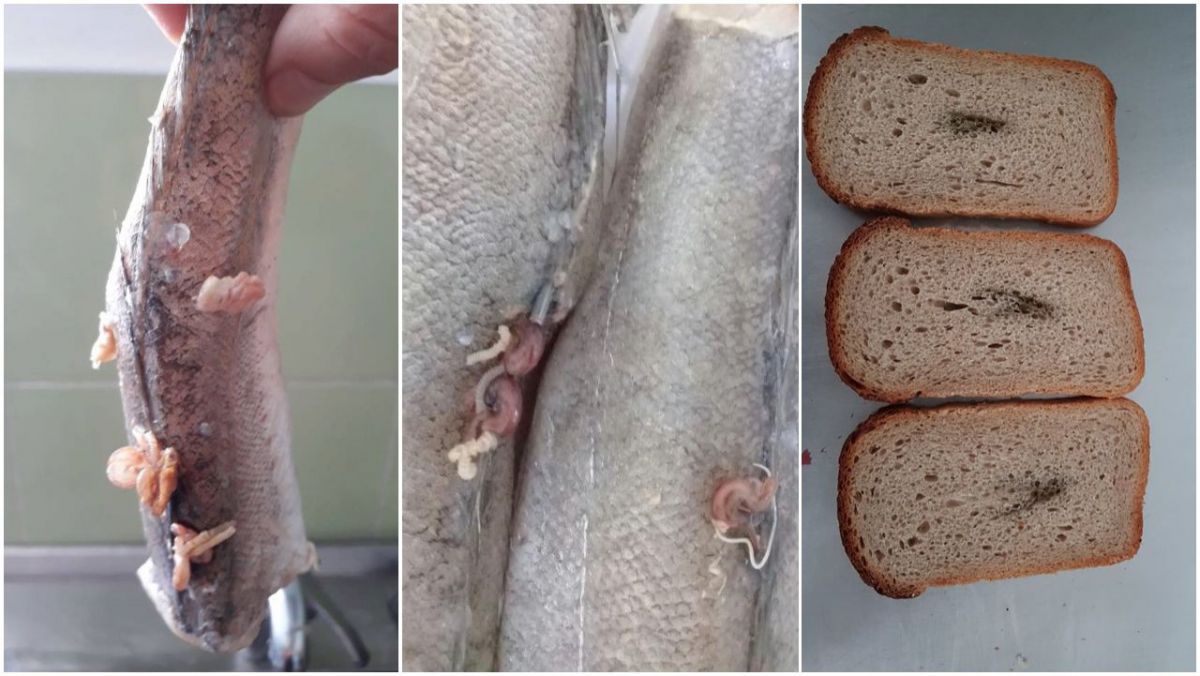 Pește cu viermi și pâine cu metal găsite la o grădiniță din Chișinău, Cum să dai copiilor așa ceva, alimentatia copiilor, primaria capitalei, ce spune ministerul educatiei, liliana nicolaescu onofrei guvernul sandu,