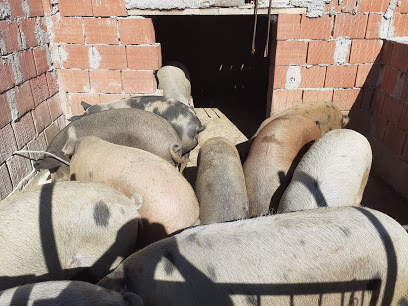 Casa lui Dincă, Google Maps, Gojina cu porci