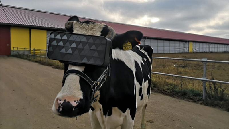 Vacă în ochelari VR