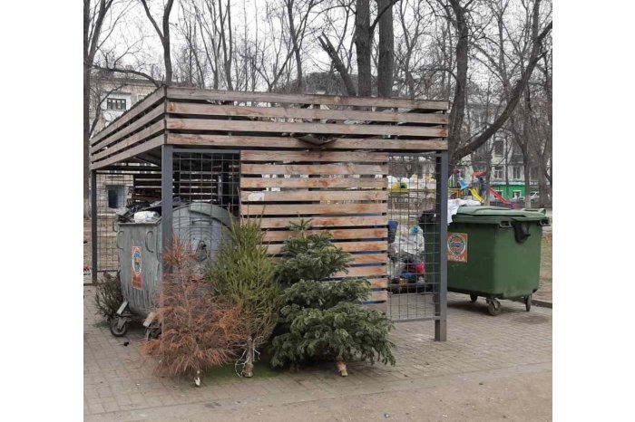 Brazi, Pomi de Crăciun
