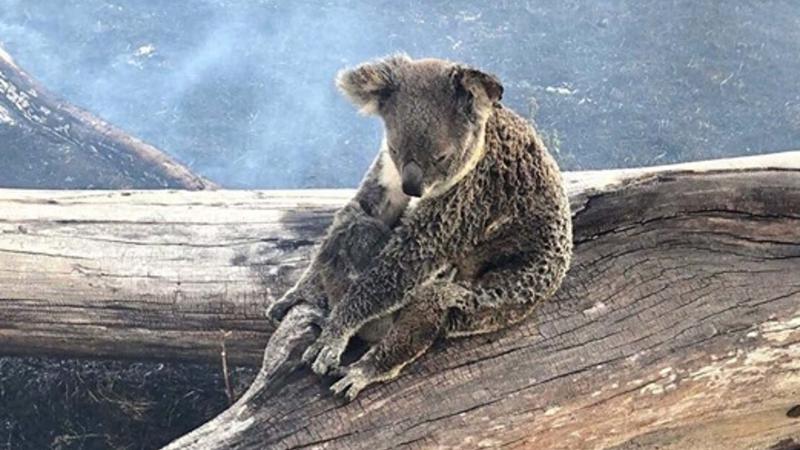 Urși Coala, Incendii Australia