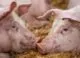 ANSA a raportat un focar de rabie și trei focare de pestă porcină