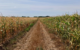 Producția agricolă în gospodăriile din Moldova a crescut cu 13,8% în 2025 față de 2024