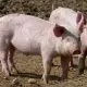 ANSA a depistat noi focare de rabie și pestă porcină