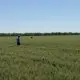 AIPA a autorizat subvenții de peste 210 milioane de lei pentru investițiile agricole în aprilie 2026
