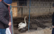 Lebădă rătăcită găsită în Cimișlia, dusă la Grădina Zoologică Zoo Mira pentru îngrijire