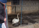 Lebădă rătăcită găsită în Cimișlia, dusă la Grădina Zoologică Zoo Mira pentru îngrijire