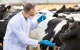 Sistem consolidat de prevenire și control al bolilor animale în Republica Moldova
