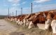 Grafic reprezentând plățile autorizate de AIPA în agricultură în ianuarie 2026