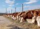Grafic reprezentând plățile autorizate de AIPA în agricultură în ianuarie 2026