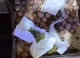 Polițiștii din Florești au ridicat marijuana și cartușe în urma a două percheziții