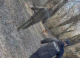 Razii în Edineț: Polițiștii au surprins mai multe persoane consumând și deținând droguri