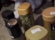 Poliția a ridicat droguri de circa 400 mii de lei în urma unor percheziții la Căușeni și Anenii Noi