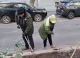 Primăria Chișinău a început semănarea gazonului pe principalele artere din capitală