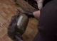 INI a destructurat un grup suspectat trafic de arme și droguri în sudul țării