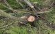Defrișări ilegale la Cimișlia. 12 arbori tăiați dintr-o fâșie de protecție