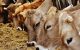 Guvernul a aprobat noi condiții pentru importul de produse alimentare de origine animală în Republica Moldova