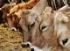 Guvernul a aprobat noi condiții pentru importul de produse alimentare de origine animală în Republica Moldova
