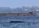 A început operațiunea de salvare a unei balene cu cocoașă eșuată pe coasta Germaniei