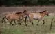 Cernobîlul revine la viață? Zona contaminată este repopulată de animale sălbatice după 40 de ani