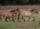 Cernobîlul revine la viață? Zona contaminată este repopulată de animale sălbatice după 40 de ani