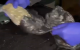 VIDEO // Peste 2 kg de cocaină și 5 kg de marijuana, cu o valoare de peste 10 milioane lei, au fost ridicate de polițiștii din capitală