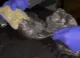 VIDEO // Peste 2 kg de cocaină și 5 kg de marijuana, cu o valoare de peste 10 milioane lei, au fost ridicate de polițiștii din capitală