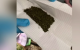 Polițiștii din Ștefan Vodă au descoperit marijuana și dispozitive pentru consumul de droguri la domiciliul unui bărbat din Viișoara