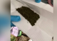 Polițiștii din Ștefan Vodă au descoperit marijuana și dispozitive pentru consumul de droguri la domiciliul unui bărbat din Viișoara