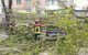 Conducerea Î.M. Spații Verzi a planificat extragerea arborilor periculoși, din capitală, până pe 1 mai