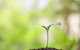 Guvernul a actualizat regulile fitosanitare pentru importul și circulația plantelor în Republica Moldova