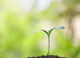 Guvernul a actualizat regulile fitosanitare pentru importul și circulația plantelor în Republica Moldova