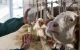 Vaccinurile nu sunt eficiente. Un focar de febră aftoasă a fost confirmat în China, la granița cu Rusia