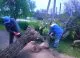 Un copac s-a prăbușit peste liniile electrice, în Grigoriopol. Salvatorii au intervenit de urgență
