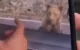 Un turist a fost atacat de urs pe Transfăgărășan după ce a încercat să-l hrănească
