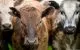 Hoții de vite fac ravagii în Germania: Animalele ar putea fi duse peste hotare