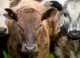 Hoții de vite fac ravagii în Germania: Animalele ar putea fi duse peste hotare