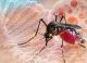 Virusul tropical care sperie Europa: Boala transmisă de țânțari se apropie tot mai mult de continent
