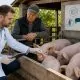 Două focare de pestă porcină africană și un caz de rabie. Veterinarii vor merge din poartă în poartă la proprietarii de porci