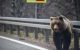 Ursul care a atacat un turist elvețian pe Transfăgărășan a fost împușcat