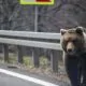 Ursul care a atacat un turist elvețian pe Transfăgărășan a fost împușcat