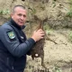 Polițiștii de frontieră din România și Republica Moldova au salvat un pui de căprioară din râul Prut