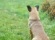 Incident cu armă de vânătoare în raionul Florești: Un bărbat a fost rănit în timp ce încerca să împuște un câine fără stăpân