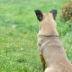 Incident cu armă de vânătoare în raionul Florești: Un bărbat a fost rănit în timp ce încerca să împuște un câine fără stăpân