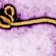 OMS avertizează asupra extinderii epidemiei de Ebola cu tulpina Bundibugyo în estul Republicii Democratice Congo
