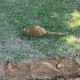 O grenadă din Al Doilea Război Mondial a fost descoperită în timpul lucrărilor de reabilitare a trotuarelor din Leova